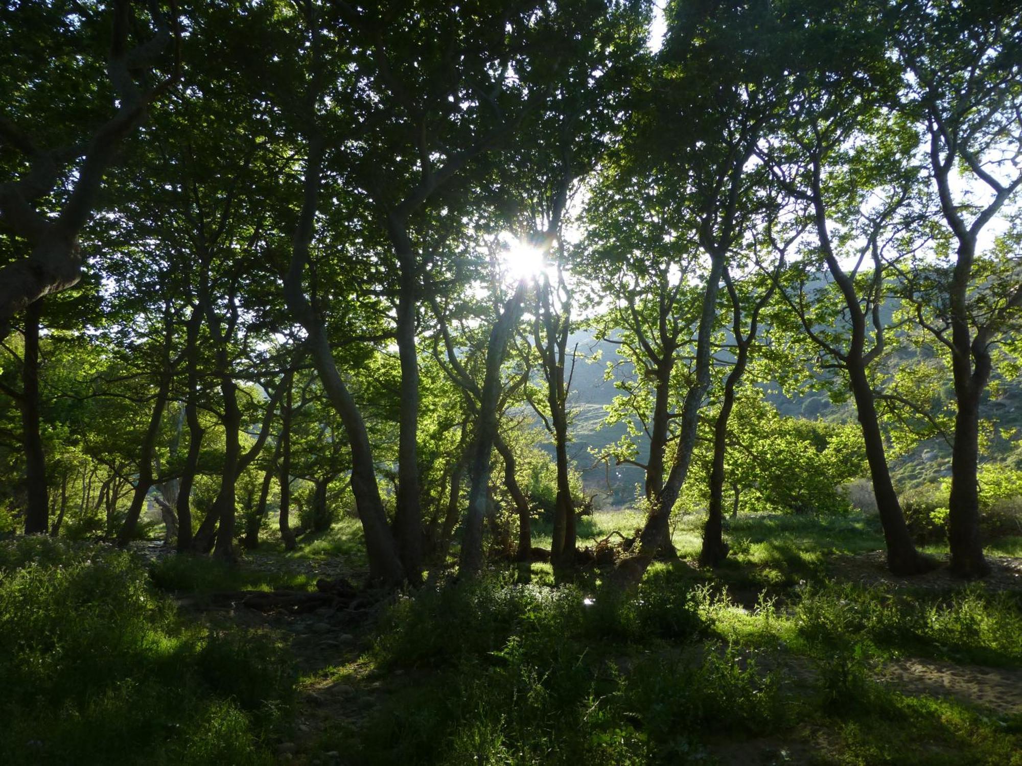 Onar Andros Konuk evi Achla Dış mekan fotoğraf